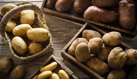 Pomme de terre : 5 variétés naturellement résistantes au mildiou