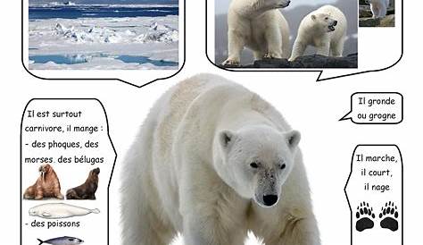 27 février : Journée internationale de l'ours polaire, espèce menacée