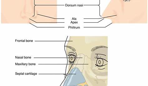 external nose cartilage, philtrum, naris, apex, ala of nose, bridge