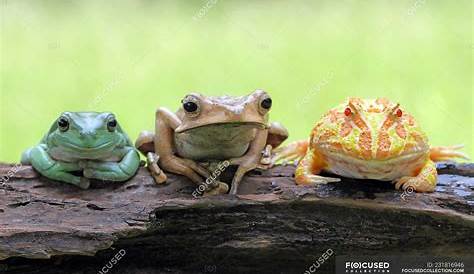 Three Frogs on a Branch 1680 x 1050 widescreen Wallpaper