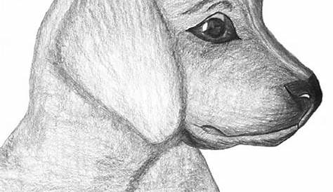 Pin by Anya on my art | Pencil drawings of animals, Animal drawings