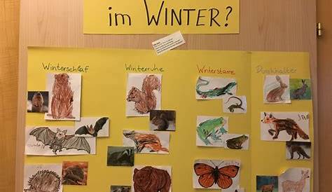 Projekt Tiere im Winter Kindergarten und Kita-Ideen | Thema winter im