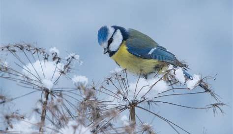 Hintergrundbilder Winter Tiere