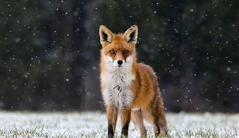 Winter Foto & Bild | tiere, wildlife, natur Bilder auf fotocommunity