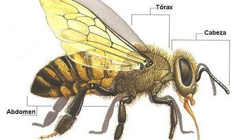 ¿Cuántas de las alas de la abeja, su estructura