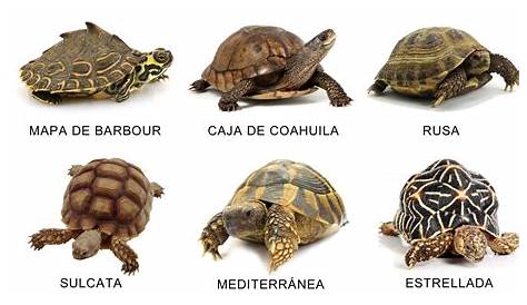 Mantenimiento de las tortugas de tierra