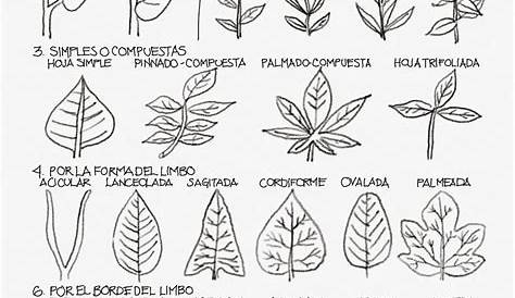 Tipos de hojas. #paisajismo #drawing #draw #sketch #sketchbook #plants