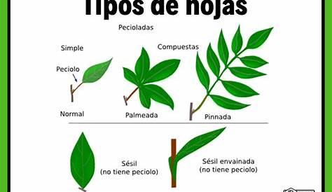 Tipos de hojas - ABC Fichas