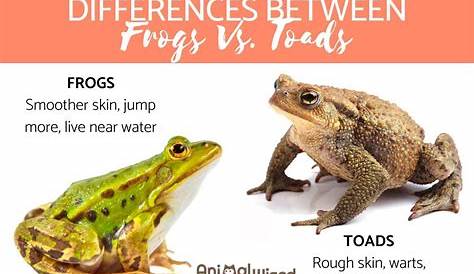 10 Significant Differences Between Frog And Toad : Current School News