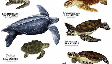 Especies de tortugas - YouTube