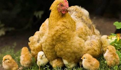 Información sobre la gallina | Toda la informacion sobre animales