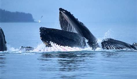 ¿Quieres saber más sobre las ballenas? - Greenpeace Chile