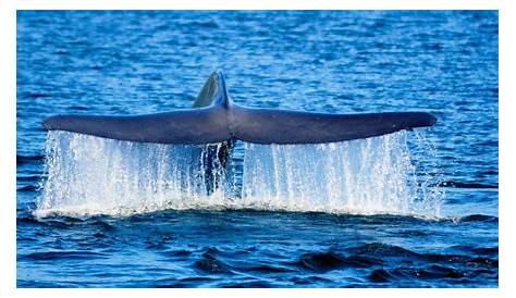 Cada vez más ballenas azules están muriendo al chocar contra barcos