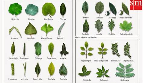 Diferentes tipos de hojas y sus nombres - Imagui