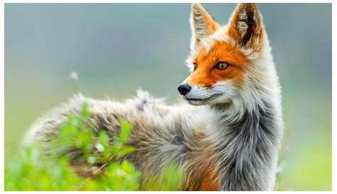 Estas 23 fotos te van a hacer enamorarte de los zorros | Animales