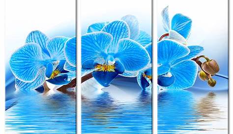 Toile Imprimee Orchidee Tableau Orchidées Bleues Sur Imprimée Pas Cher Declina