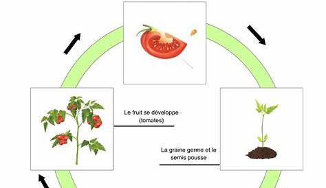 Croissance De L'étape De Germination De Tomates. Cycle De Vie D'une