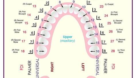 Tooth Number Chart to Identify Primary Teeth Eruption Charts