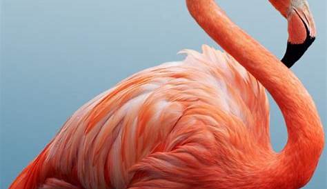 What is a Group of Flamingos Called? (Complete Guide) | Bird Fact