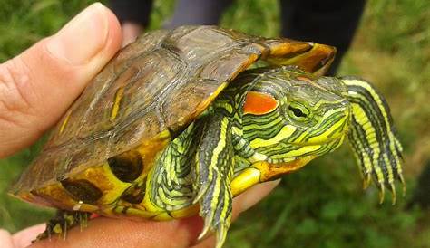 Comment se débarrasser d'une tortue de Floride ? - Les Animaux de la Fée