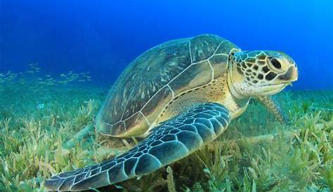 La tortue de mer verte (Chelonia mydas) | Reptiles marins | Vie marine