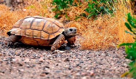 Características y cuidados de las tortugas terrestres | Hogarmania