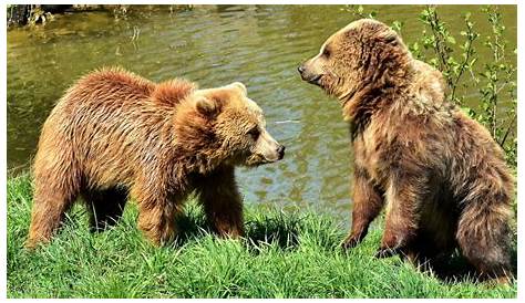 Tout savoir sur les ours