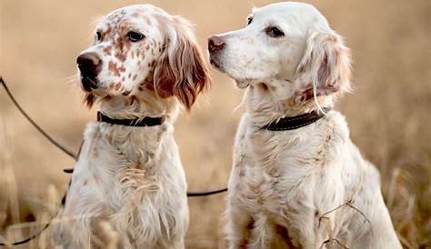 Training English Setters | Setters Unlimited | English Setters for sale