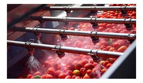 Gemüseverarbeitungslinie für Tomaten - FBR-ELPO