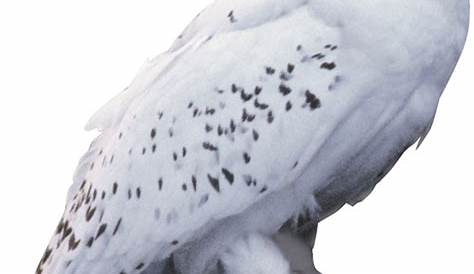 Transparent Harry Potter Owl Clipart - Harry Potter Hedwig Owl Art, HD