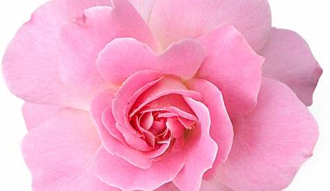 Pink flowers Rose Clip art - flower png download - 915*480 - Free