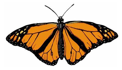 Download Butterfly PNG Image for Free
