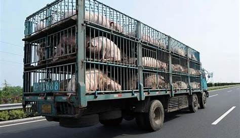 Se facilitan las gestiones para el transporte de animales vivos | www