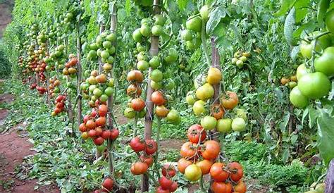 Tratos culturais do tomate: Desbrota e Poda ~ Cultivo de Tomate: passo