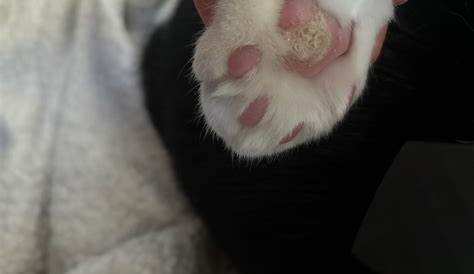 My cat has a rough callus looking growth on her paw pad. I doesn't look