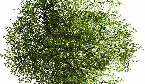 Tree Plan PNG, Top View Trees Clipart Transparent, Free Download - Free