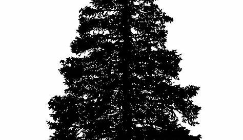 Fir Tree PNG Black And White Transparent Fir Tree Black And White.PNG
