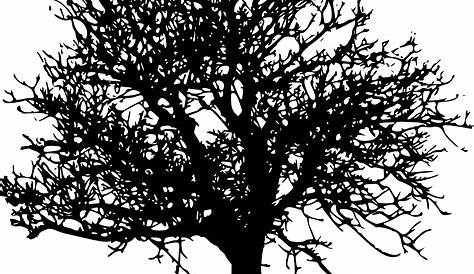 45 Tree Silhouettes PNG Transparent Background | OnlyGFX.com