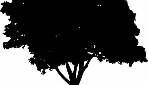 Tree Silhouette Clip art - tree vector png download - 1788*2000 - Free
