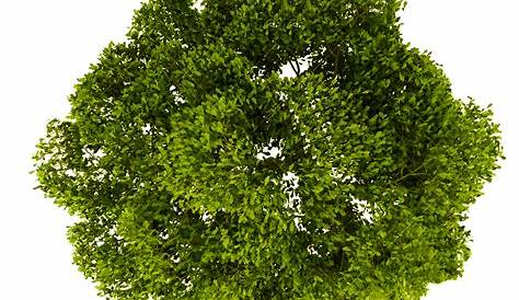 Tree Top Viewplants Top View PNG Transparent Images Free Download