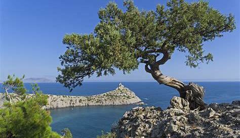 How to Grow and Care for Greek Juniper