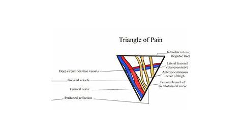 Triangle Of Doom And Pain Boundaries During Laparoscopic Inguinal