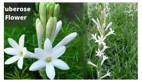 Tuberose Flower Information in Hindi रजनीगंधा का फूल