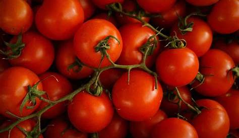 Cultura do tomate- Fatos resumidos - Wikifarmer