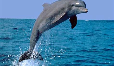 5 Fatos interessantes sobre os Golfinhos – CURIOSIDADES NA INTERNET