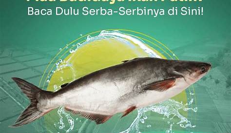 Tahapan Budidaya Ikan Patin | Part 1 - YouTube