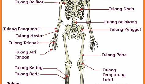 YANJUZ: SISTEM GERAK PADA MANUSIA