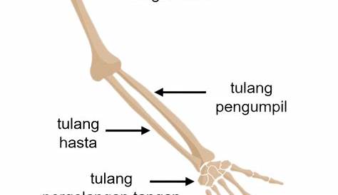 12 Fungsi Tulang Hasta pada Manusia dan Anatominya
