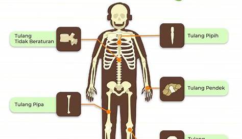 Jenis-jenis Tulang Badan Manusia