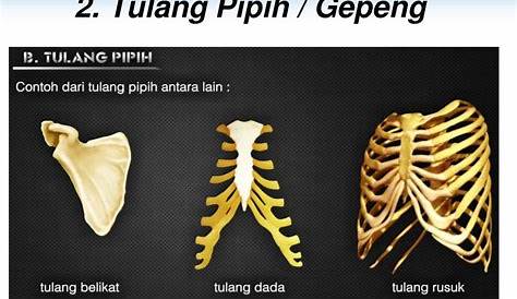 Alat Gerak Aktif dan Pasif pada Manusia dan Hewan - Belajar Mandiri Yuk!